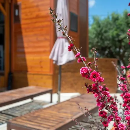 Tiny Among The Olives Dağ evi Kandiye